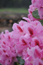 08.05.2009 - Rhododendronblüten im Beet vor der Marienstatue / Klick vergrößert Bild