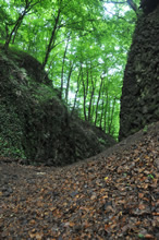 08.05.2009 - Hohlweg am Weilberg / Klick vergrößert Bild